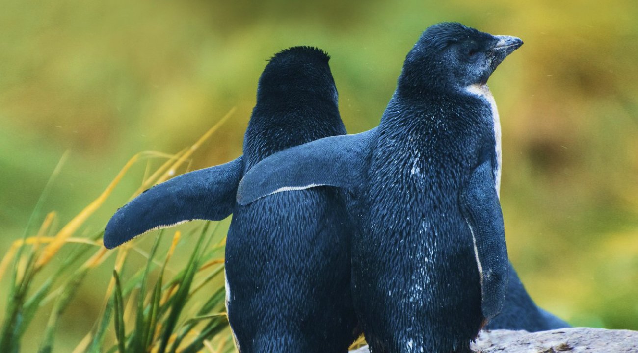 Pingüino poniendo un ala sobre otro pingüino