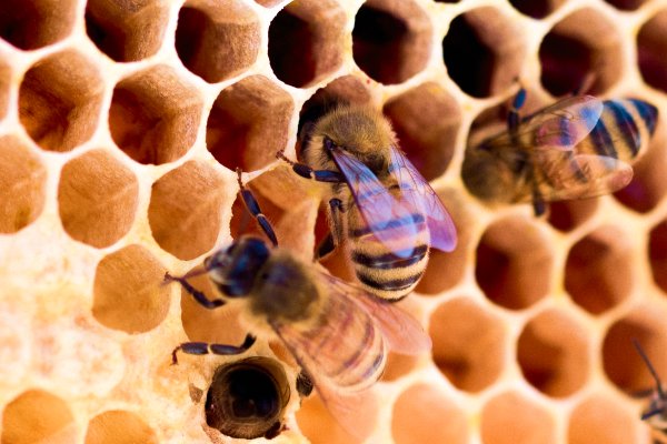 Abejas trabajando en un panal