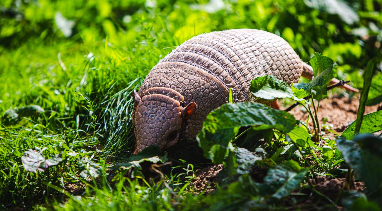 Armadillo