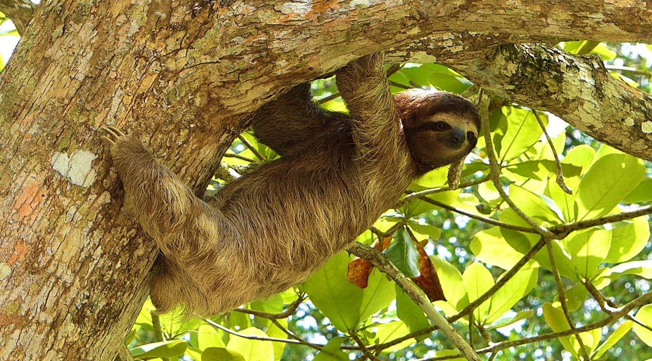 Perezoso colgado de un árbol